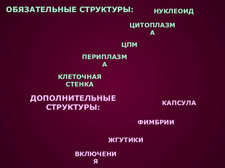 ОБЯЗАТЕЛЬНЫЕ СТРУКТУРЫ: ДОПОЛНИТЕЛЬНЫЕ СТРУКТУРЫ: НУКЛЕОИД ЦИТОПЛАЗМА ЦПМ ПЕРИПЛАЗМА КЛЕТОЧНАЯ СТЕНКА КАПСУЛА ФИМБРИИ ЖГУТИКИ ВКЛЮЧЕНИЯ