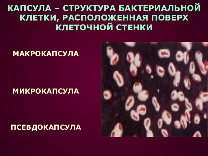 КАПСУЛА – СТРУКТУРА БАКТЕРИАЛЬНОЙ КЛЕТКИ, РАСПОЛОЖЕННАЯ ПОВЕРХ КЛЕТОЧНОЙ СТЕНКИ МАКРОКАПСУЛА МИКРОКАПСУЛА ПСЕВДОКАПСУЛА