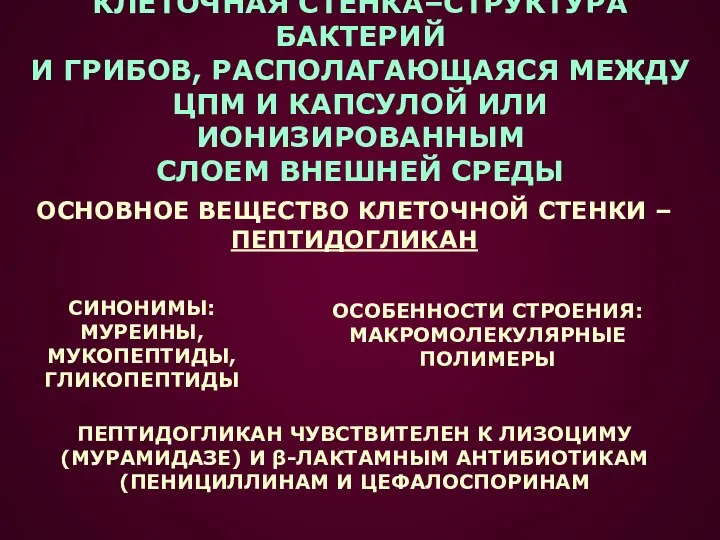 КЛЕТОЧНАЯ СТЕНКА–СТРУКТУРА БАКТЕРИЙ И ГРИБОВ, РАСПОЛАГАЮЩАЯСЯ МЕЖДУ ЦПМ И КАПСУЛОЙ ИЛИ