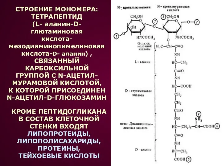 СТРОЕНИЕ МОНОМЕРА: ТЕТРАПЕПТИД (L- аланин-D-глютаминовая кислота- мезодиаминопимелиновая кислота-D- аланин) , СВЯЗАННЫЙ