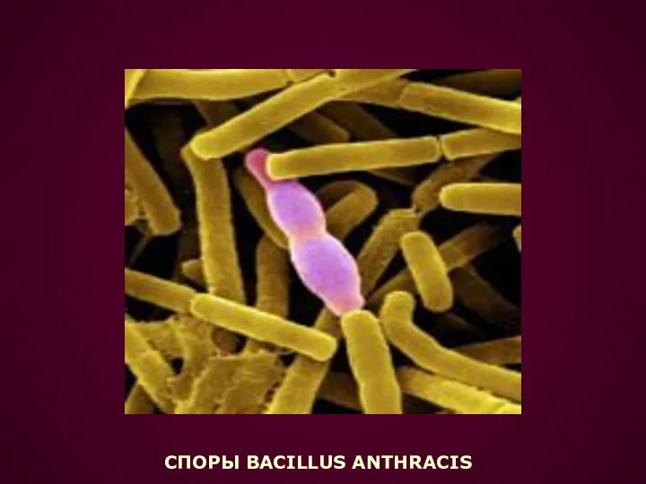 СПОРЫ BACILLUS ANTHRACIS