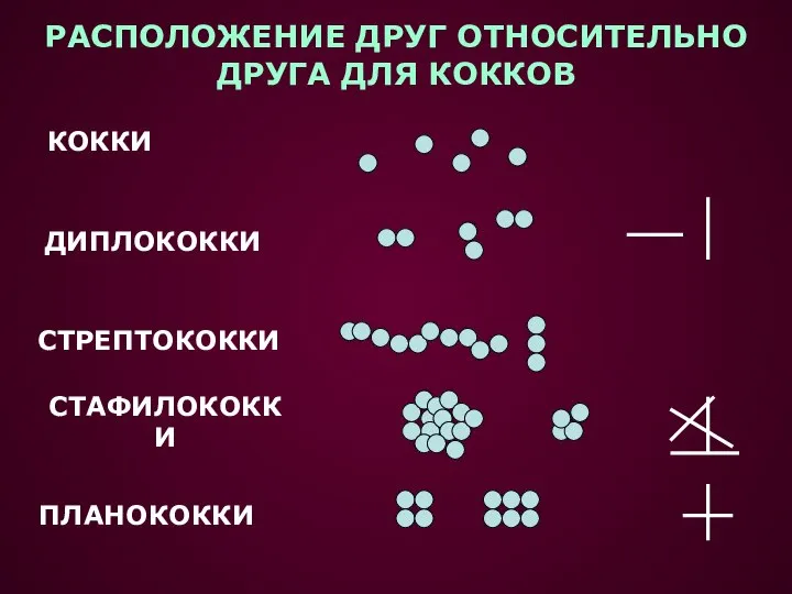 РАСПОЛОЖЕНИЕ ДРУГ ОТНОСИТЕЛЬНО ДРУГА ДЛЯ КОККОВ КОККИ ДИПЛОКОККИ СТРЕПТОКОККИ СТАФИЛОКОККИ ПЛАНОКОККИ