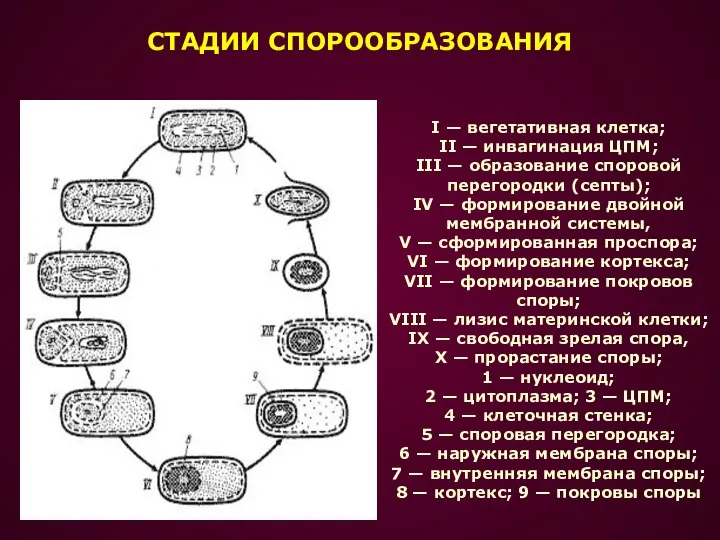 СТАДИИ СПОРООБРАЗОВАНИЯ I — вегетативная клетка; II — инвагинация ЦПМ; III