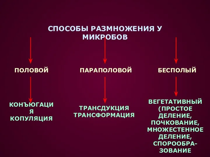 СПОСОБЫ РАЗМНОЖЕНИЯ У МИКРОБОВ ПОЛОВОЙ ПАРАПОЛОВОЙ БЕСПОЛЫЙ КОНЪЮГАЦИЯ КОПУЛЯЦИЯ ТРАНСДУКЦИЯ ТРАНСФОРМАЦИЯ