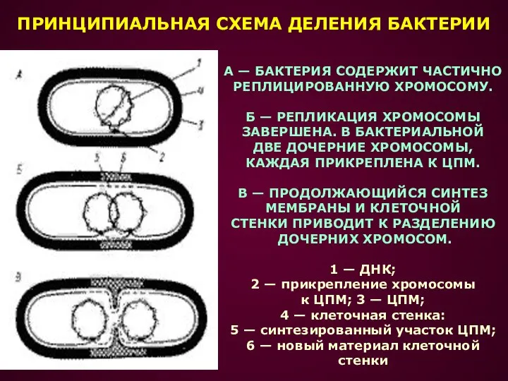 А — БАКТЕРИЯ СОДЕРЖИТ ЧАСТИЧНО РЕПЛИЦИРОВАННУЮ ХРОМОСОМУ. Б — РЕПЛИКАЦИЯ ХРОМОСОМЫ