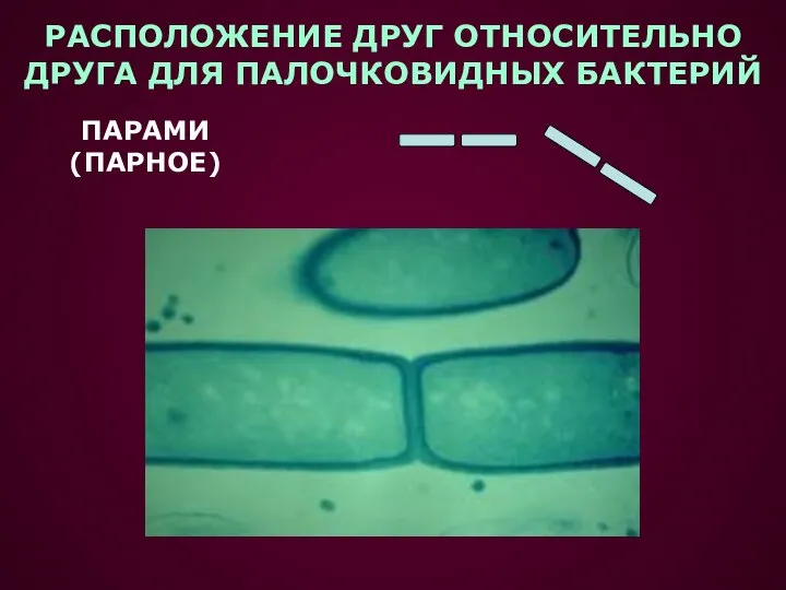 РАСПОЛОЖЕНИЕ ДРУГ ОТНОСИТЕЛЬНО ДРУГА ДЛЯ ПАЛОЧКОВИДНЫХ БАКТЕРИЙ ПАРАМИ (ПАРНОЕ)