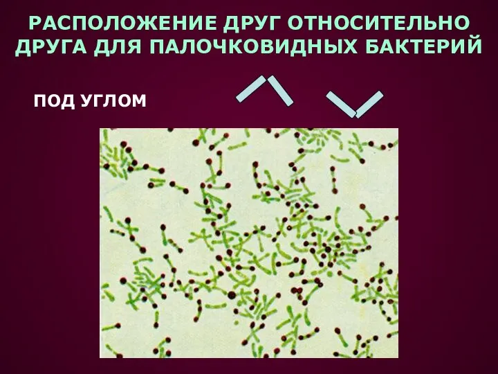 РАСПОЛОЖЕНИЕ ДРУГ ОТНОСИТЕЛЬНО ДРУГА ДЛЯ ПАЛОЧКОВИДНЫХ БАКТЕРИЙ ПОД УГЛОМ