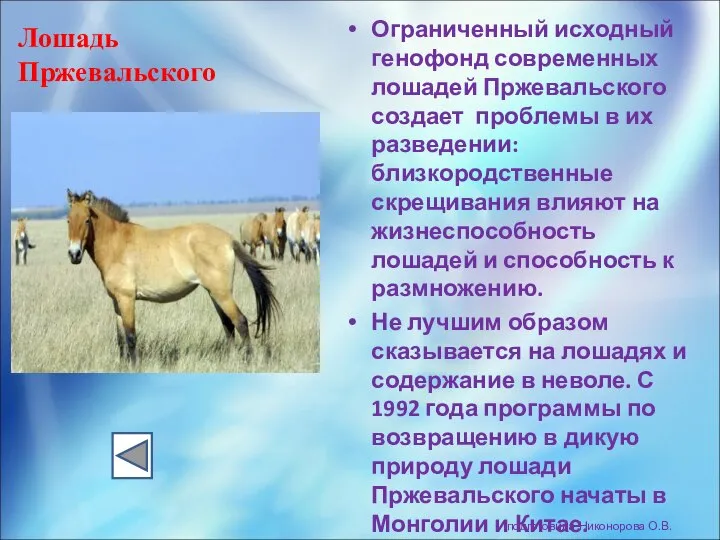 Лошадь Пржевальского Ограниченный исходный генофонд современных лошадей Пржевальского создает проблемы в