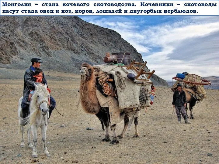 Монголия – стана кочевого скотоводства. Кочевники – скотоводы пасут стада овец