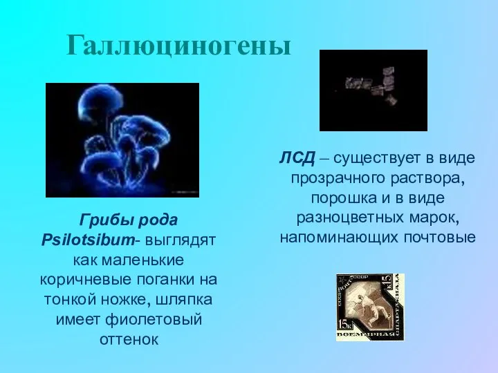 Галлюциногены Грибы рода Psilotsibum- выглядят как маленькие коричневые поганки на тонкой