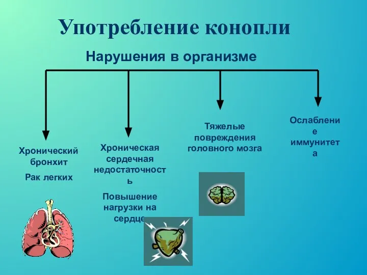 Употребление конопли Хронический бронхит Рак легких Хроническая сердечная недостаточность Повышение нагрузки