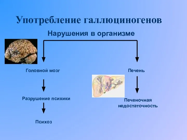 Употребление галлюциногенов Головной мозг Психоз Печень Печеночная недостаточность Разрушение психики Нарушения в организме