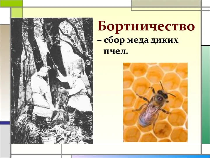 Бортничество – сбор меда диких пчел.