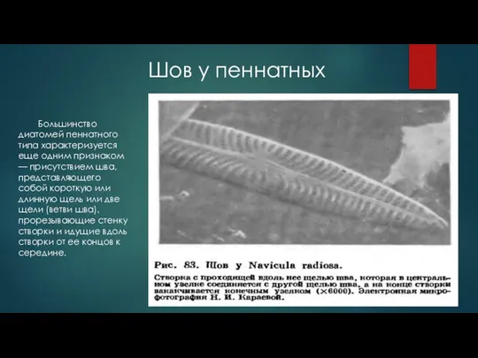 Шов у пеннатных Большинство диатомей пеннатного типа характеризуется еще одним признаком