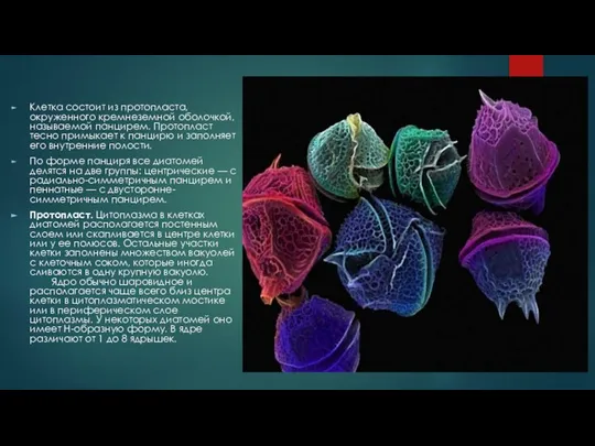 Клетка состоит из протопласта, окруженного кремнеземной оболочкой, называемой панцирем. Протопласт тесно