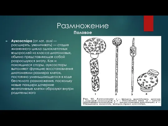 Размножение Половое Ауксоспо́ра (от лат. auxi — расширять, увеличивать) — стадия