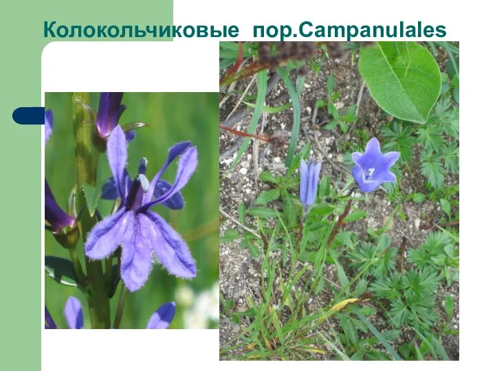 Колокольчиковые пор.Campanulales