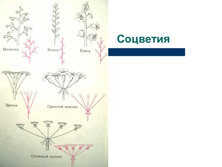 Соцветия