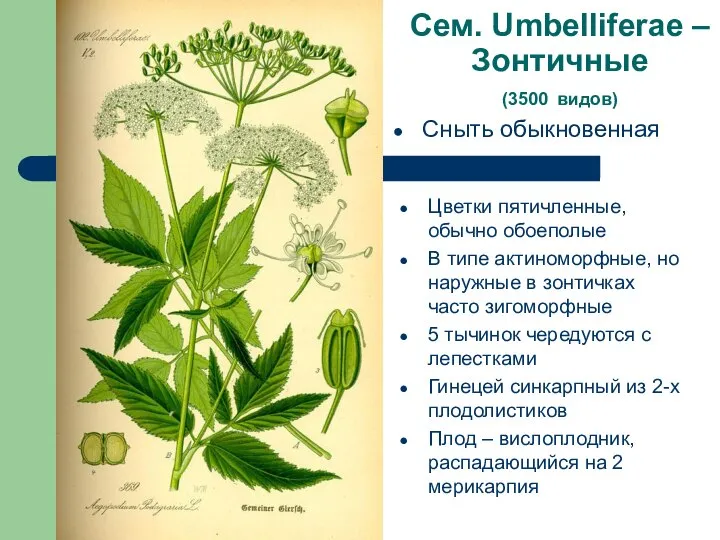 Сем. Umbelliferae – Зонтичные (3500 видов) Сныть обыкновенная Цветки пятичленные, обычно