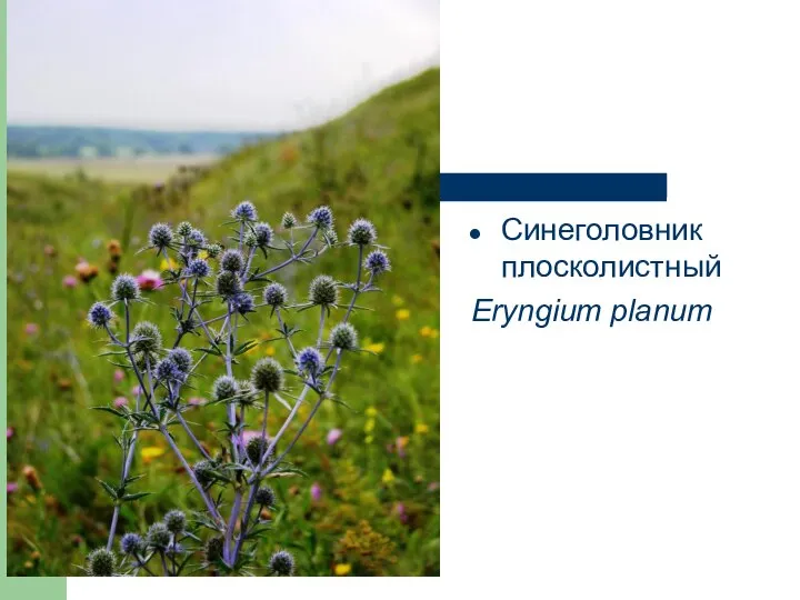 Синеголовник плосколистный Eryngium planum