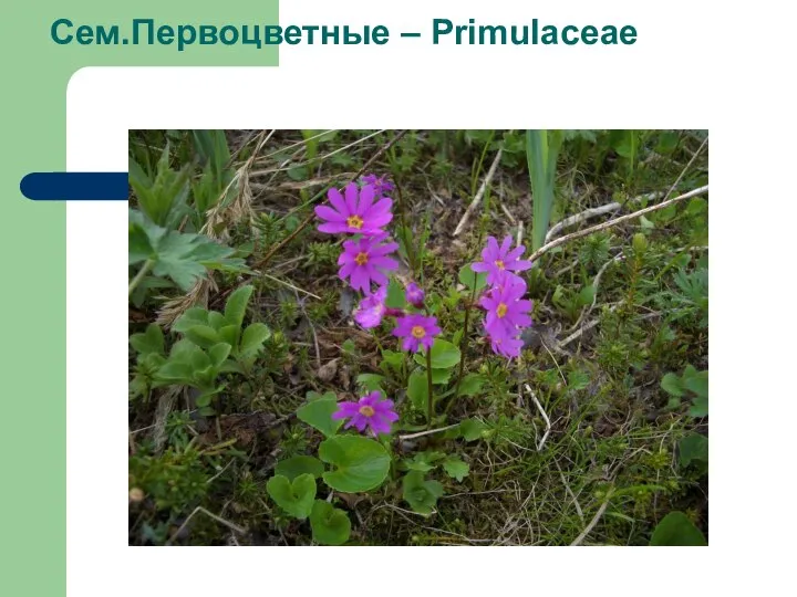 Сем.Первоцветные – Primulaceae