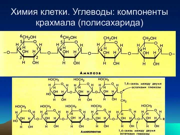 Химия клетки. Углеводы: компоненты крахмала (полисахарида)