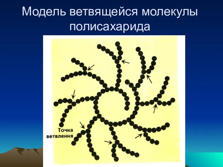 Модель ветвящейся молекулы полисахарида