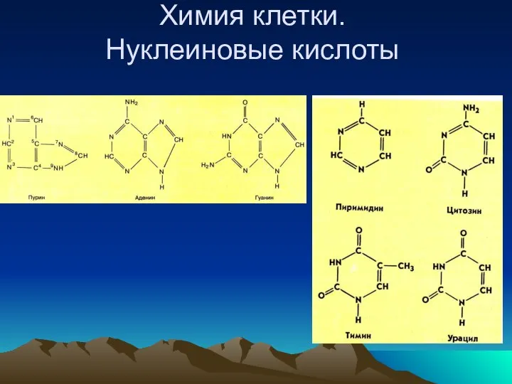 Химия клетки. Нуклеиновые кислоты