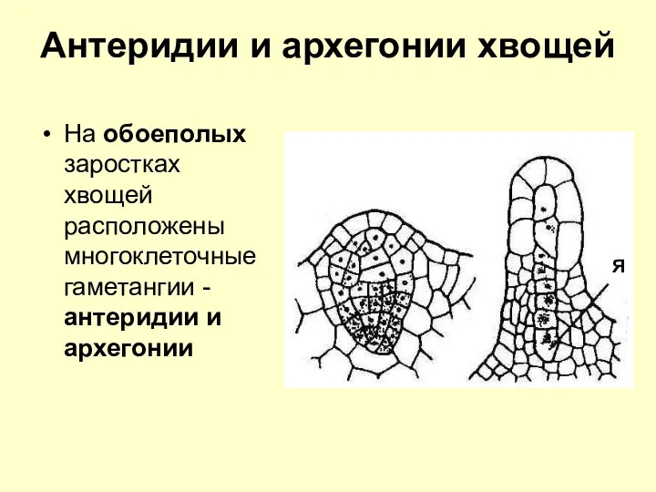 Антеридии и архегонии хвощей На обоеполых заростках хвощей расположены многоклеточные гаметангии -антеридии и архегонии Я