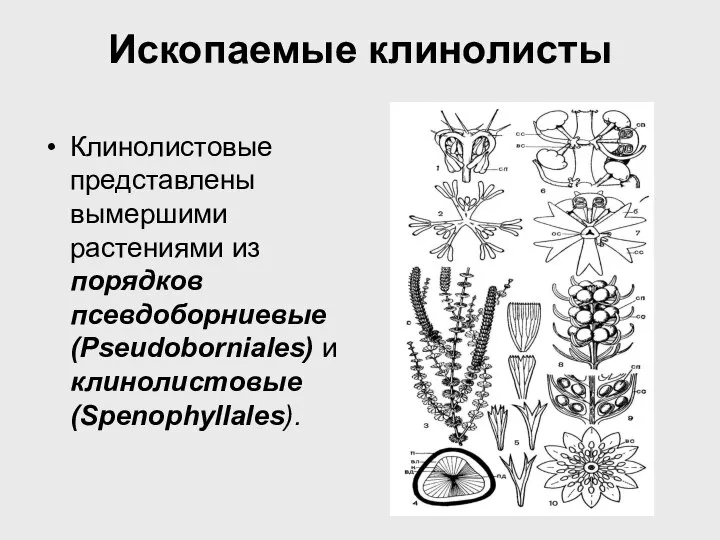 Ископаемые клинолисты Клинолистовые представлены вымершими растениями из порядков псевдоборниевые (Pseudoborniales) и клинолистовые (Spenophyllales).