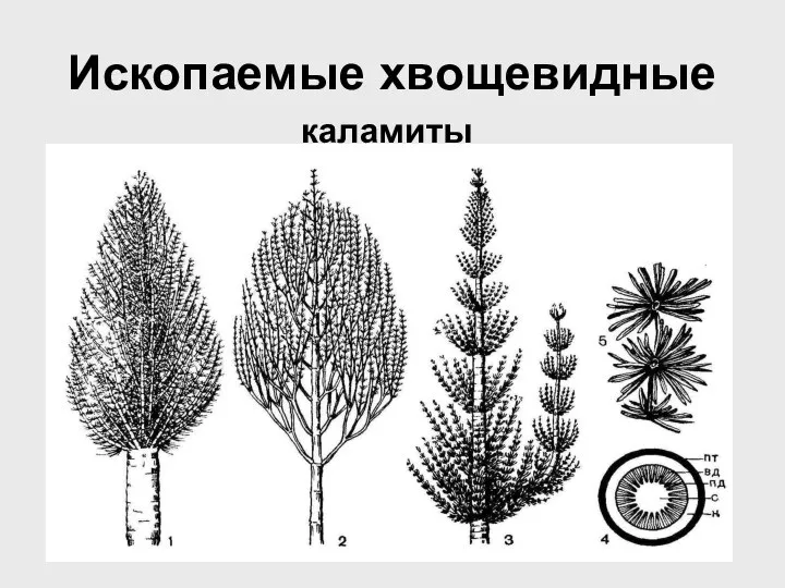 Ископаемые хвощевидные каламиты