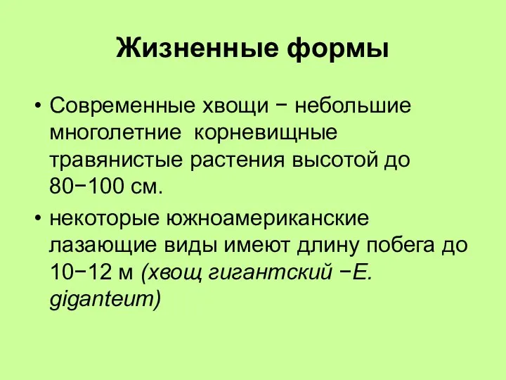 Жизненные формы Современные хвощи − небольшие многолетние корневищные травянистые растения высотой