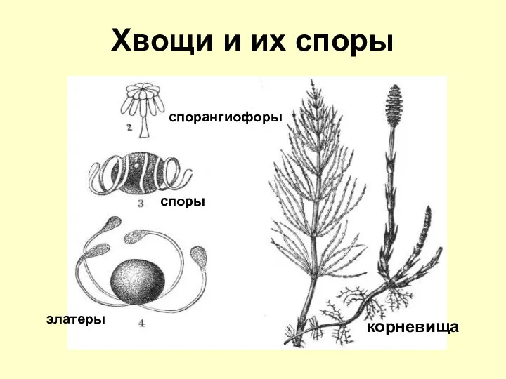 Хвощи и их споры элатеры корневища спорангиофоры споры