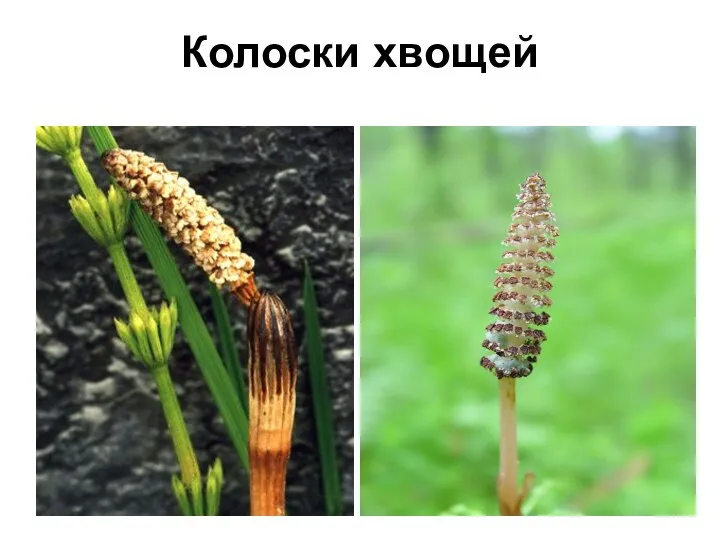 Колоски хвощей