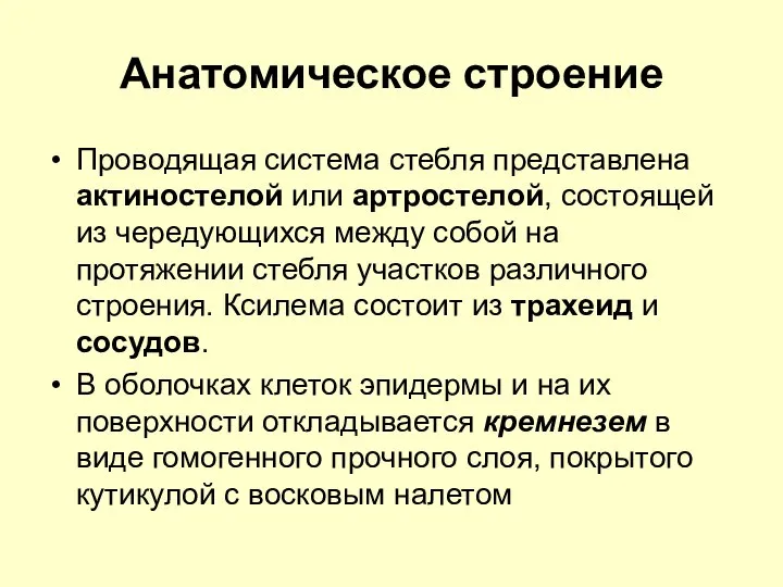 Анатомическое строение Проводящая система стебля представлена актиностелой или артростелой, состоящей из