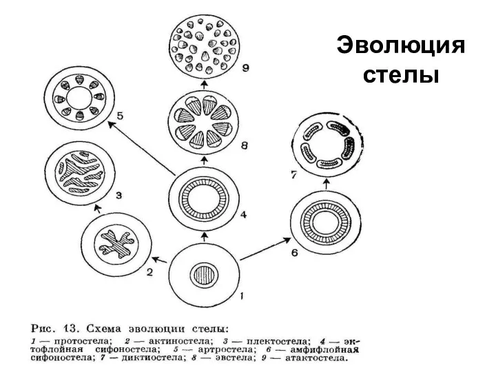 Эволюция стелы