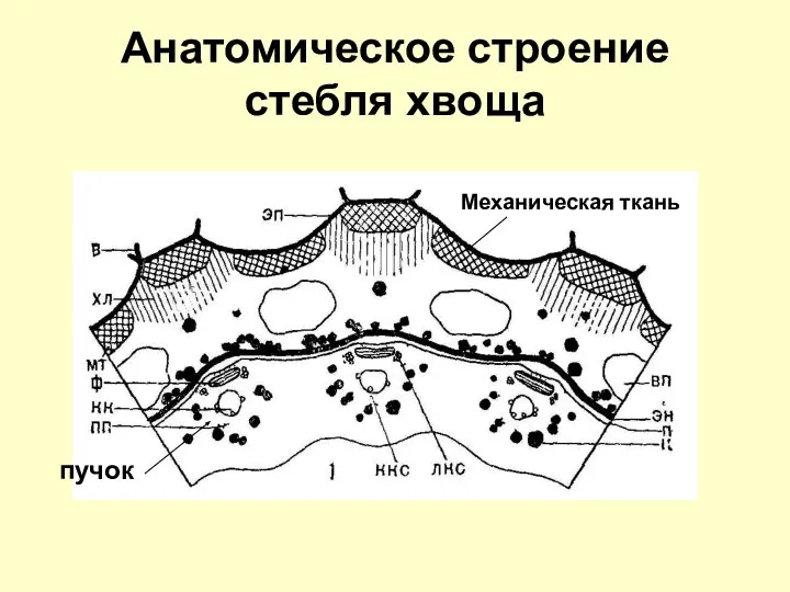 Анатомическое строение стебля хвоща пучок Механическая ткань