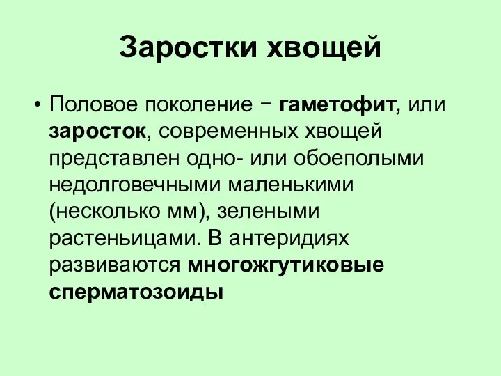 Заростки хвощей Половое поколение − гаметофит, или заросток, современных хвощей представлен