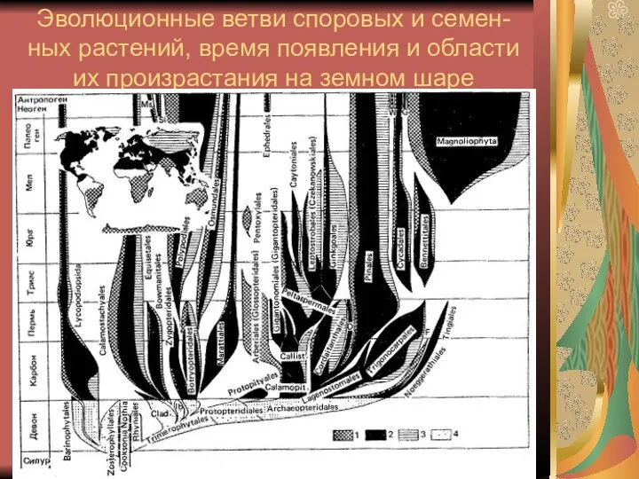 Эволюционные ветви споровых и семен-ных растений, время появления и области их произрастания на земном шаре