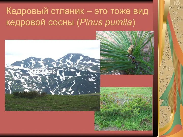 Кедровый стланик – это тоже вид кедровой сосны (Pinus pumila)