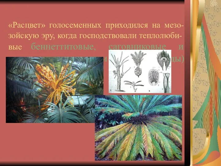 «Расцвет» голосеменных приходился на мезо-зойскую эру, когда господствовали теплолюби-вые беннеттитовые, саговниковые и семенные папоротники (Лигиноптериды)