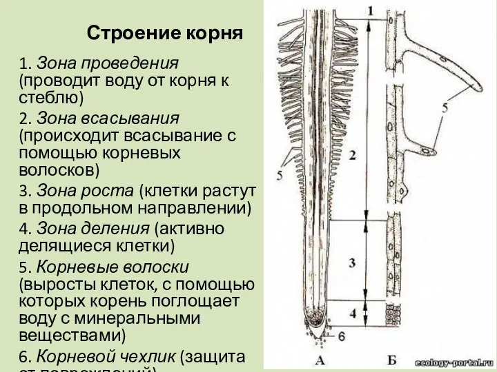 Строение корня 1. Зона проведения (проводит воду от корня к стеблю)