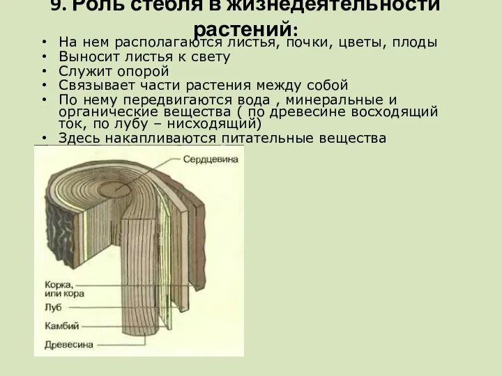 На нем располагаются листья, почки, цветы, плоды Выносит листья к свету