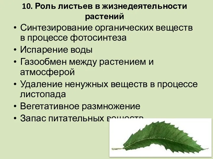 10. Роль листьев в жизнедеятельности растений Синтезирование органических веществ в процессе