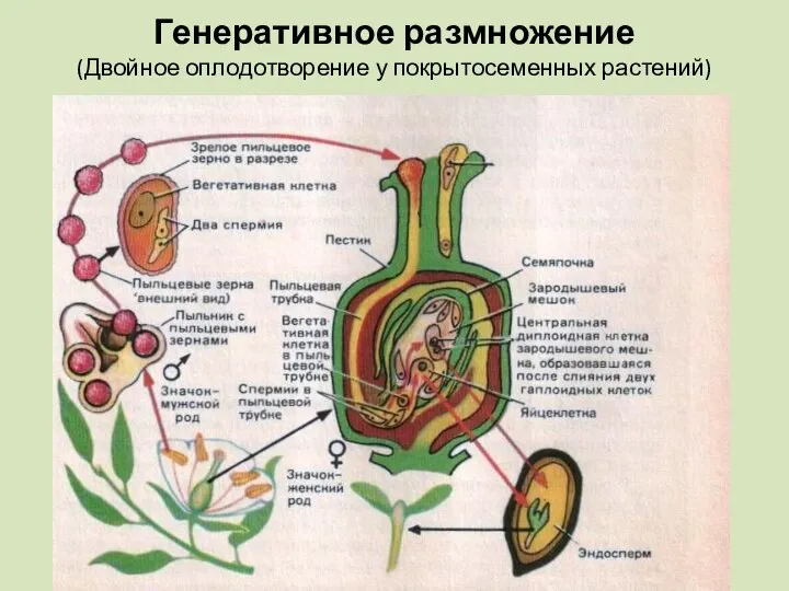 Генеративное размножение (Двойное оплодотворение у покрытосеменных растений)