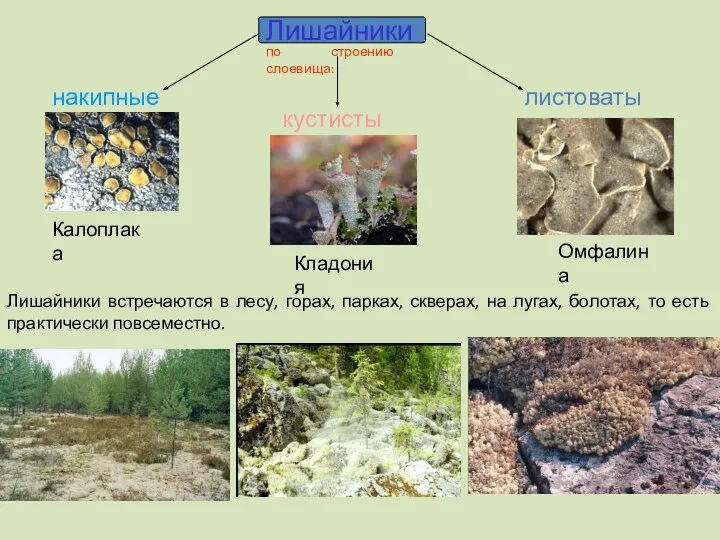 по строению слоевища: Лишайники накипные листоватые кустистые Калоплака Омфалина Кладония Лишайники