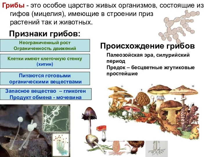 Признаки грибов: Неограниченный рост Ограниченность движений Клетки имеют клеточную стенку (хитин)