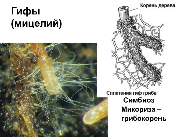 Гифы (мицелий) Симбиоз Микориза – грибокорень