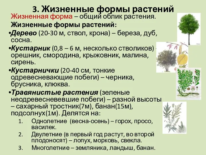 3. Жизненные формы растений Жизненная форма – общий облик растения. Жизненные