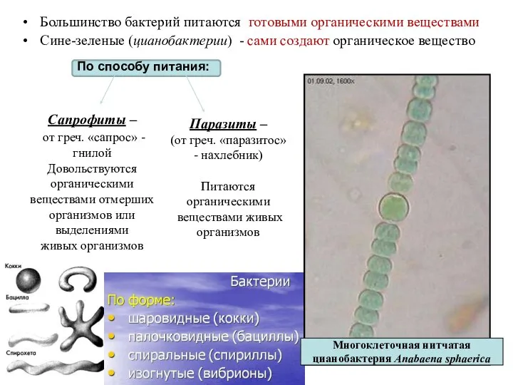 Большинство бактерий питаются готовыми органическими веществами Сине-зеленые (цианобактерии) - сами создают